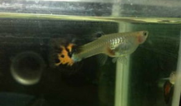 孔雀鱼生小鱼的视频,见证小鱼诞生全过程