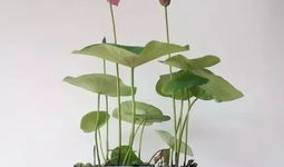 碗莲的种植方法水培视频教程,轻松掌握水培莲花养殖技巧